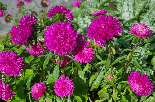 Crimson asters bloom in the garden