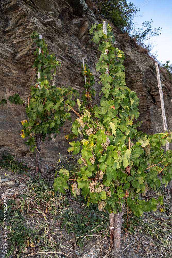 Rebstock mit reifen Riesling Trauben in einem Weinberg bei Brauneberg an der Mosel Rebstock mit reifen Riesling Trauben in einem Weinberg bei Brauneberg an der Mosel
