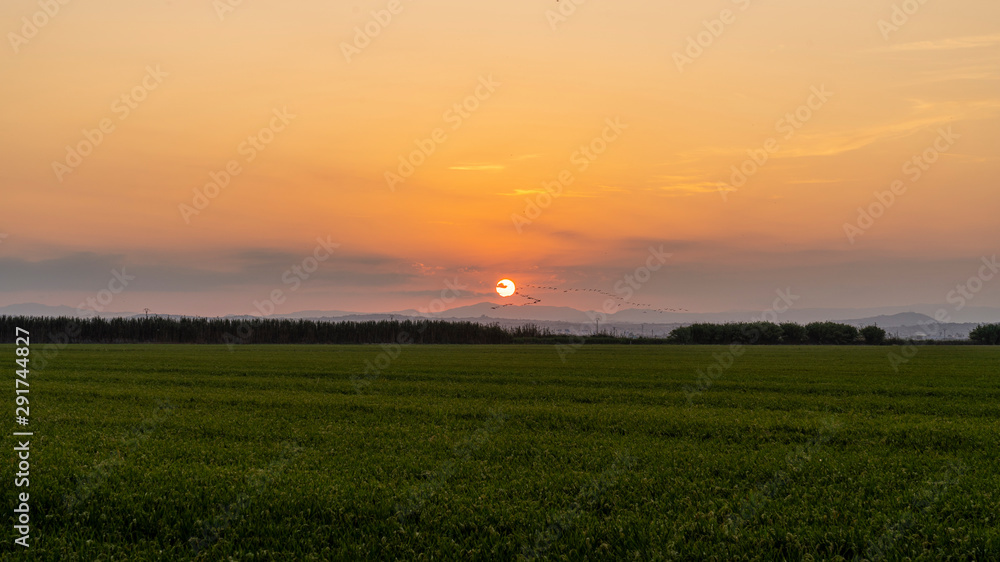 Sunset in a rice field of the 