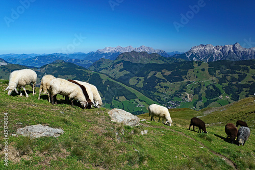 Schafherde vor der Kulisse der österreichischen Alpen