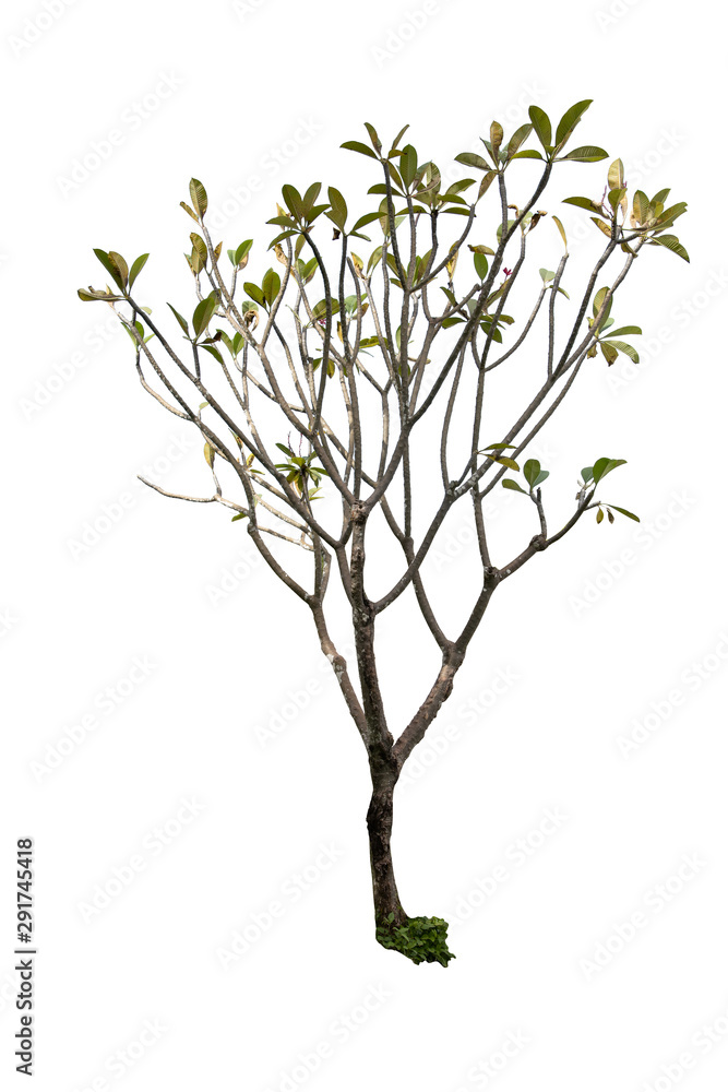 Plumeria Tree isolate image