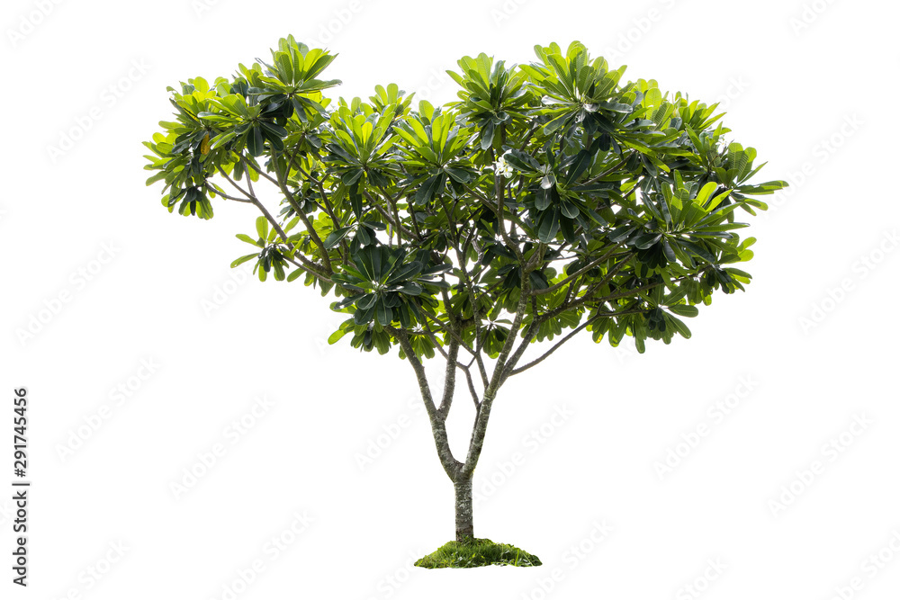 Plumeria Tree isolate image