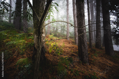 bosco dopo la pioggia © mallorca78