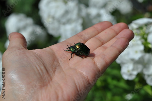 beetle on finger