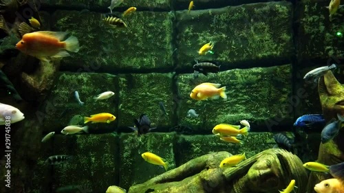 Beautiful fishes swim in aquarium water.