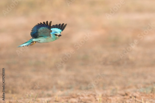 European Roller, Coracias garrulus