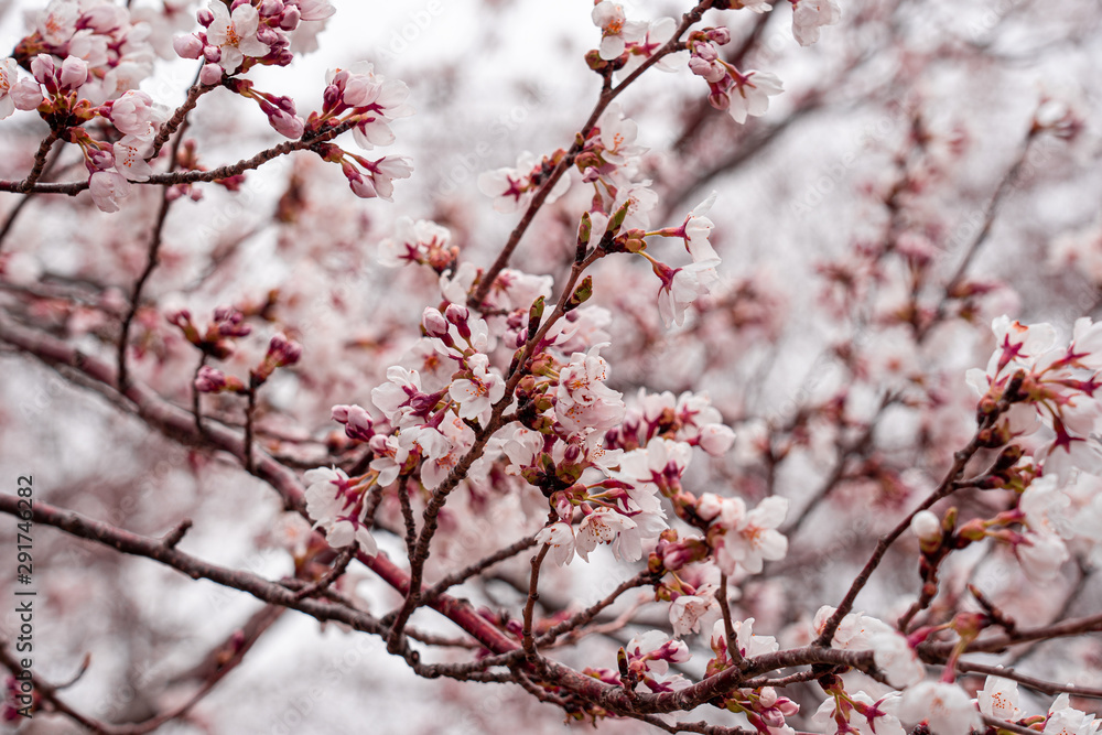 cherry blossom in spring at sakura festival at japan cherry blossom in spring at sakura festival at japan