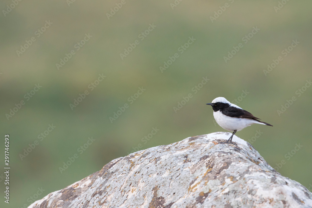 Finsch's Wheatear, Oenanthe finschii Finsch's Wheatear, Oenanthe finschii