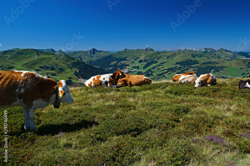 Kühe auf der Alm vor der Kulisse der österreichischen Alpen