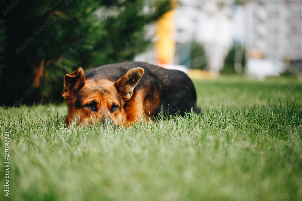 Dog lying down in the grass.