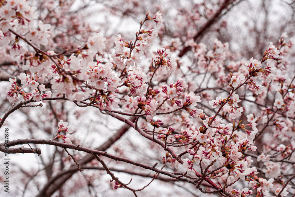 cherry blossom in spring at sakura festival at japan
