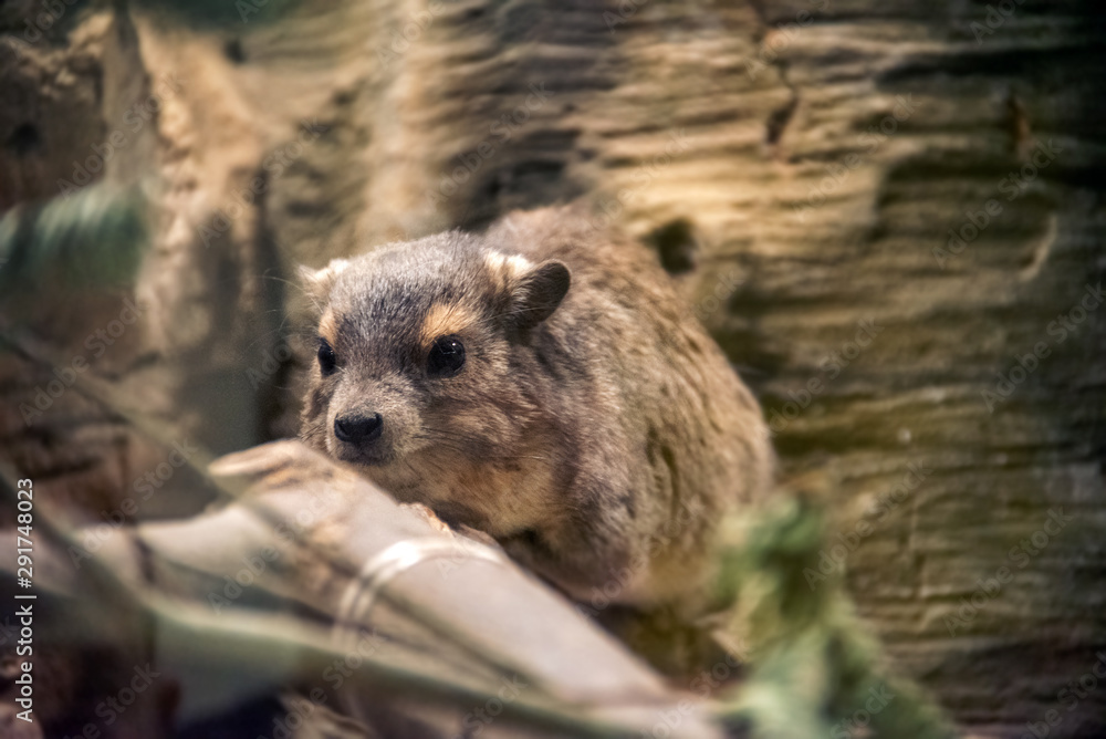 The rock hyrax Procavia capensis, also called rock badger, rock rabbit ...