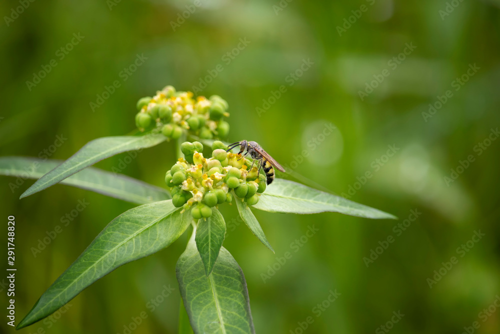 The scenery of flowers, grass and wasps eating a dew The scenery of flowers, grass and wasps eating a dew
