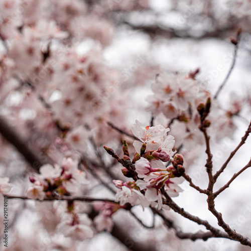 Carta da parati il sakura - Carta da parati cherry blossom in spring at sakura festival at japan