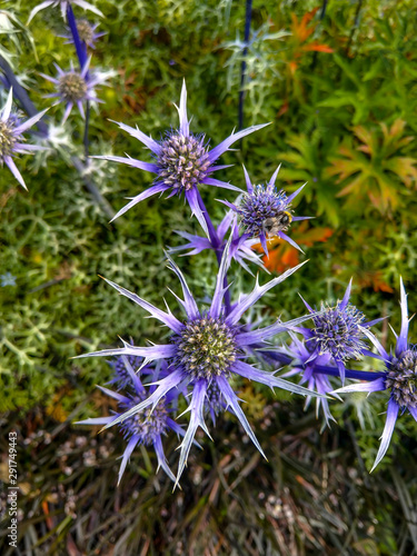Sea Holly flowers in summer