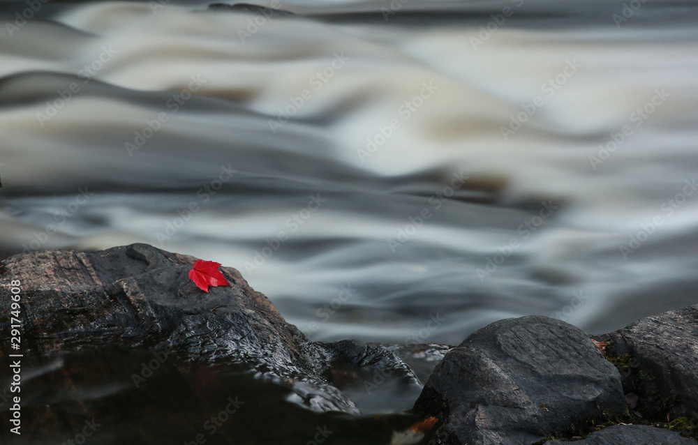 Red maple leaf on rocks in front of flowing water Red maple leaf on rocks in front of flowing water