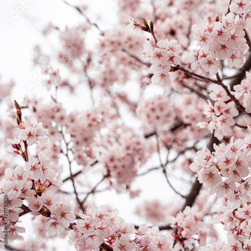 cherry blossom in spring at sakura festival at japan
