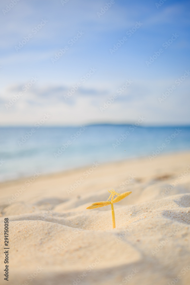 Morning glory is growing on white sand at the beach. Morning glory is growing on white sand at the beach.