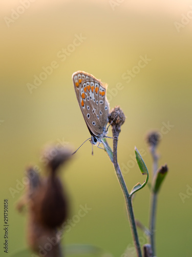 Wallpaper Mural Common blue butterfly (Polyommatus icarus)female Torontodigital.ca