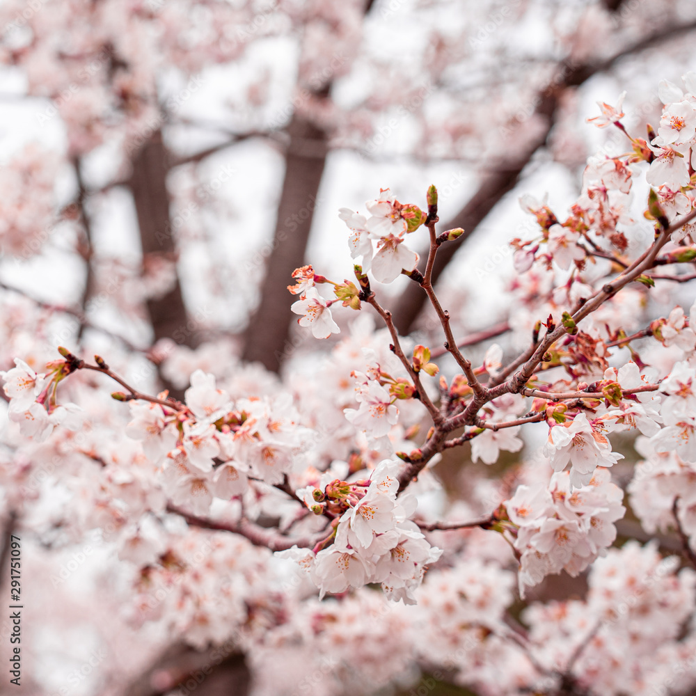 cherry blossom in spring at sakura festival at japan