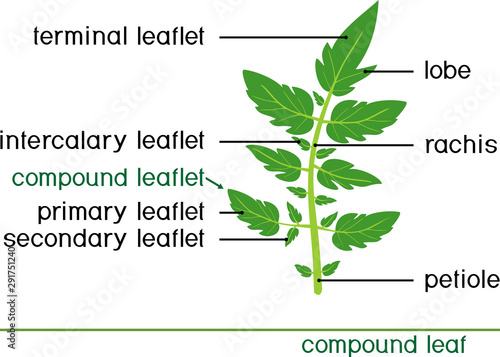Structure of green compound leaf of plant. Compound leaf of tomato plant isolated on white background