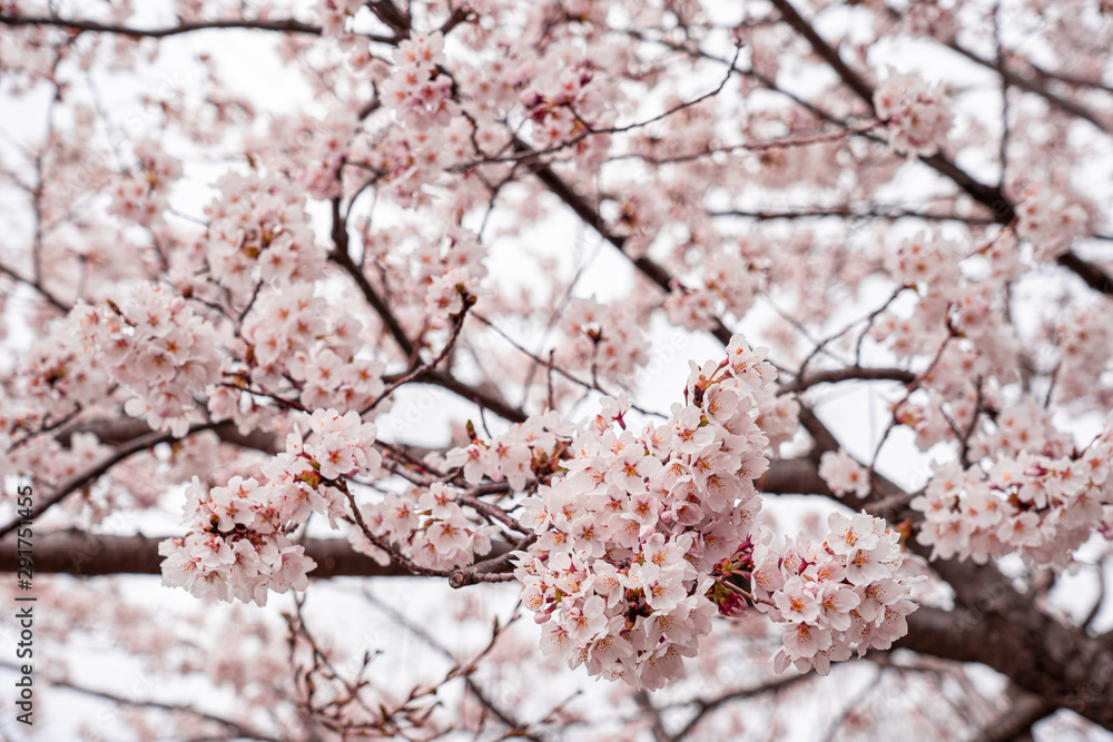 cherry blossom in spring at sakura festival at japan