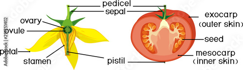 Parts of plant. Morphology and anatomy of tomato ripe red fruit and yellow flower. Tomato fruit structure in section isolated on white background