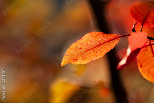 Orange Red Leaf