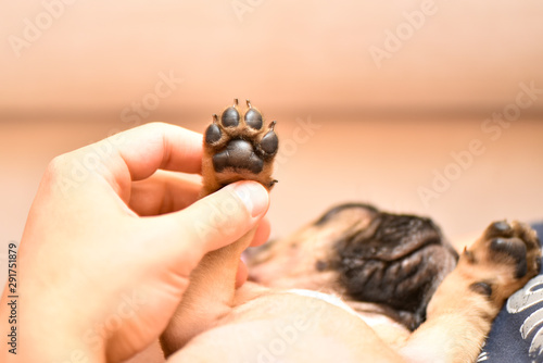 dog paw in human hands