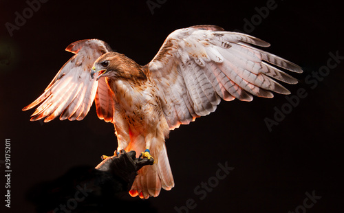 Valokuva Birds of Prey - Red Tailed Buzzard / Hawk
