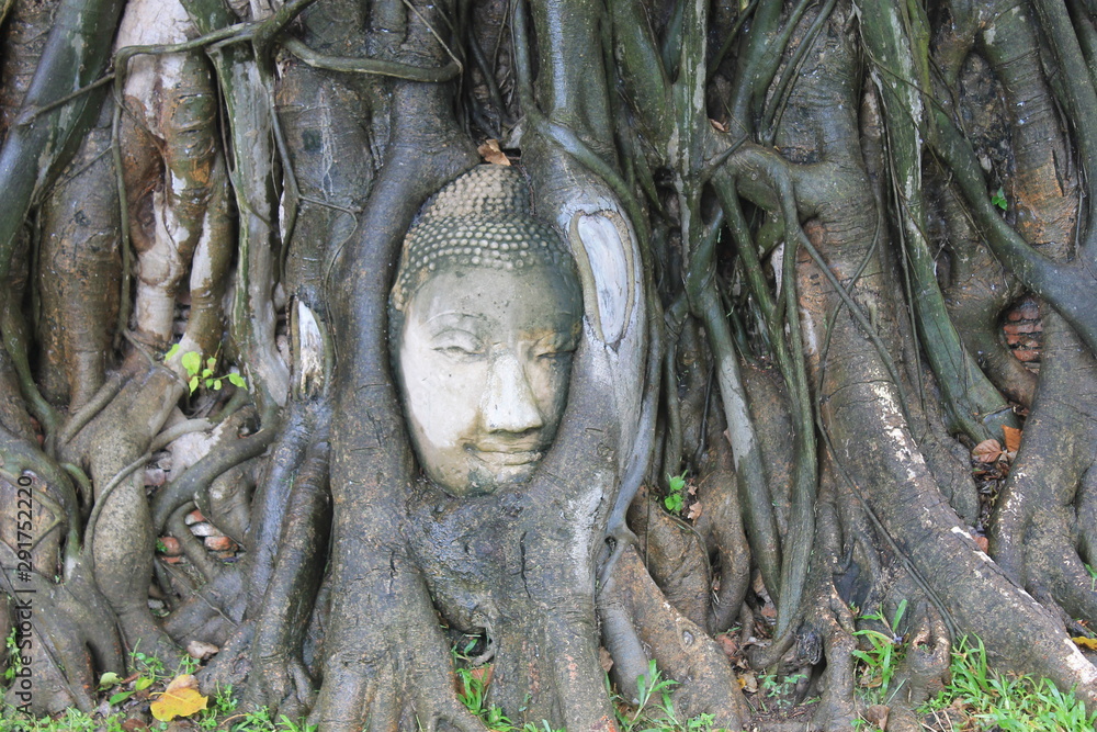 head of buddha in roots of tree