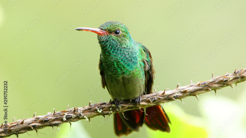 Naklejka premium A curious Rufous-tailed Hummingbird