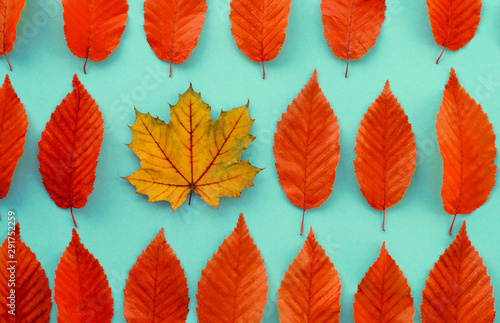 Foto autumn leaves on a blue background, one leaf is different from the others - abst