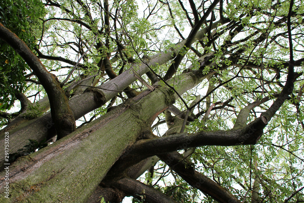 Fototapeta premium trees in the hill park in sinagpore 