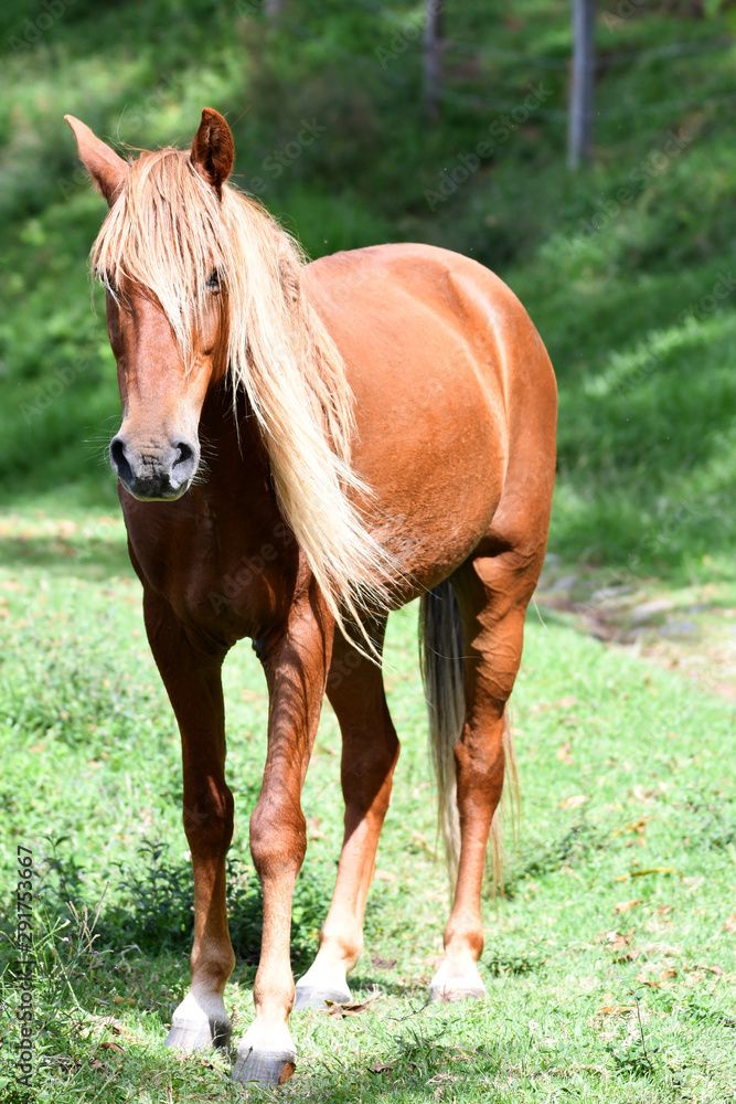 Fototapeta premium Portrait of a beautiful Sorrel or chestnut color young horse