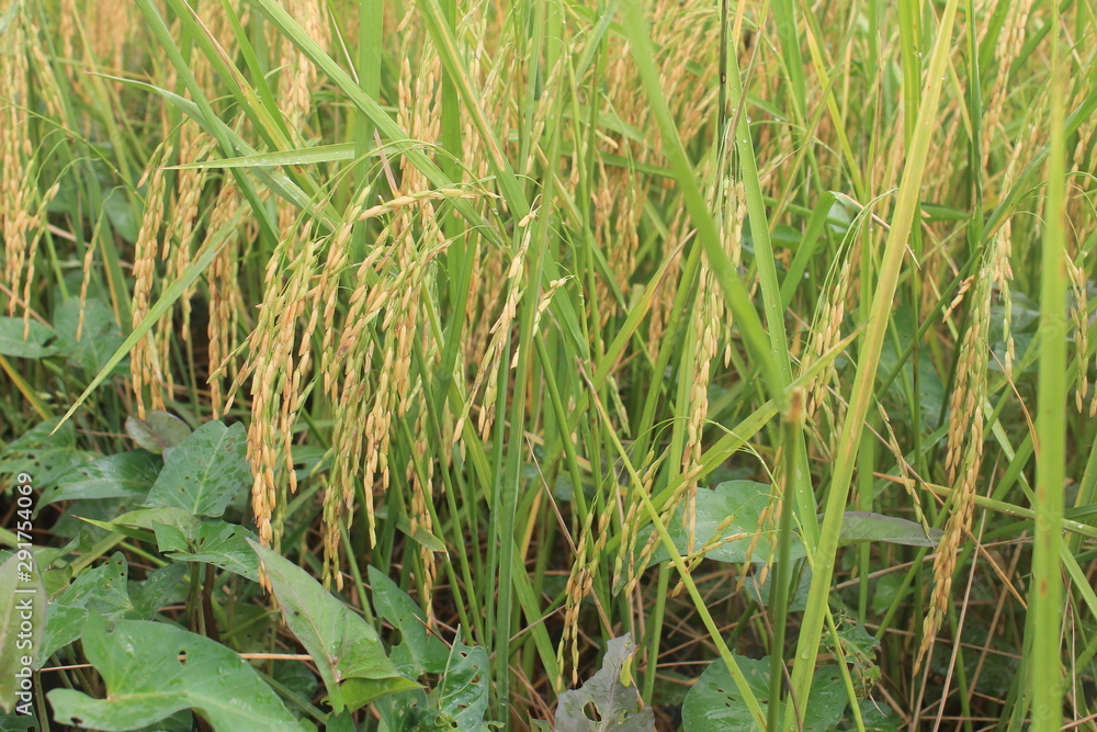 grass in the field grass in the field