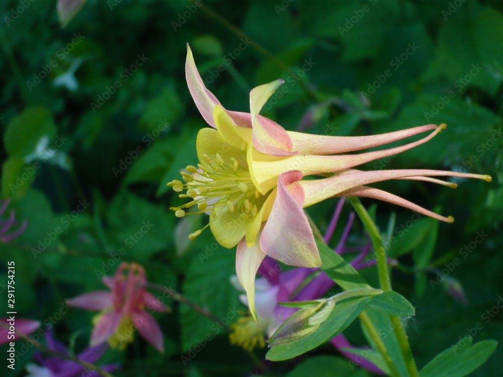 Fototapeta premium Columbine flower in dark green leaves