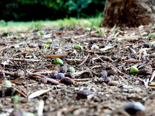 Olives tombées de l'arbre sur le sol 