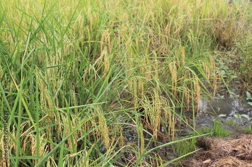 grass in the field