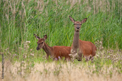 Alerted red deer, cervus elaphus, hind and calf walking on a green meadow in summer. Cautions wild mammals in wilderness.