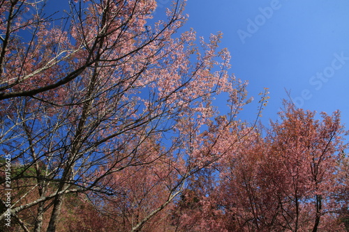The tree with pink flowers resembles sakura in autumn and have a blue sky