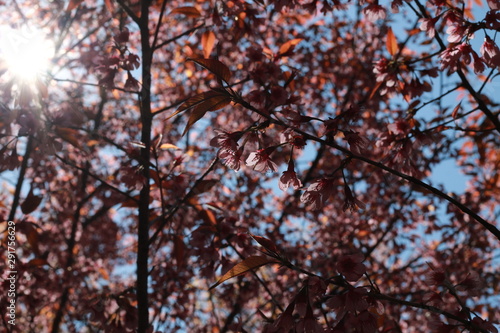 The tree with pink flowers resembles sakura in autumn and the sun light between the leaves.