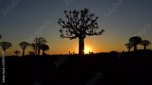 View of the Quivertree Forest at sunrise in Namibia, Africa. photo