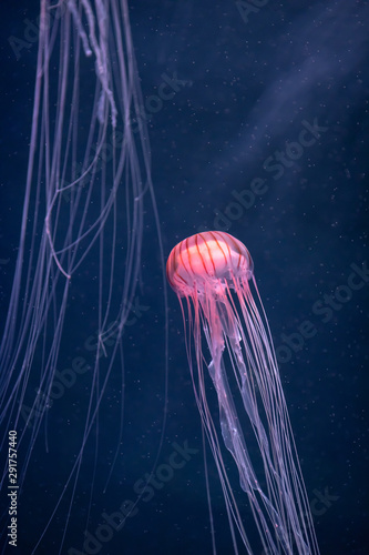 glowing jellyfish chrysaora pacifica underwater © nikkytok