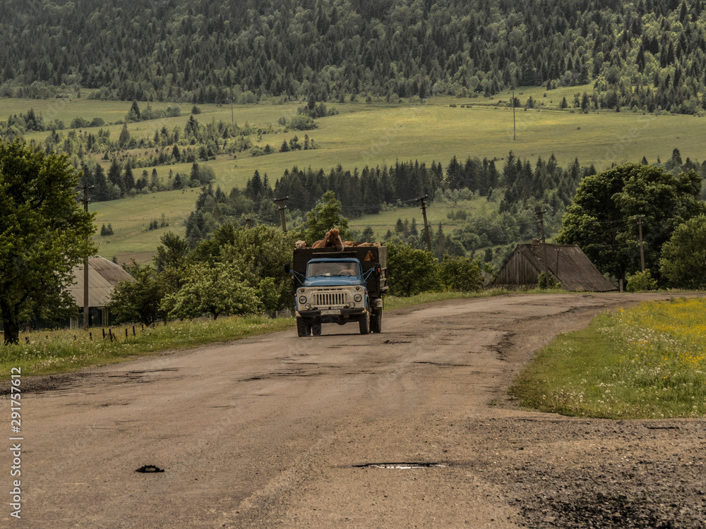 Fototapeta premium Przewóz zwierząt - Sianki , Ukraina