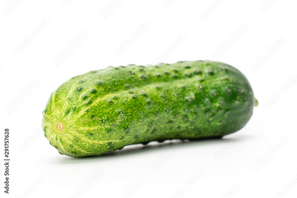 One whole fresh green pickling cucumber with pimples isolated on white background One whole fresh green pickling cucumber with pimples isolated on white background