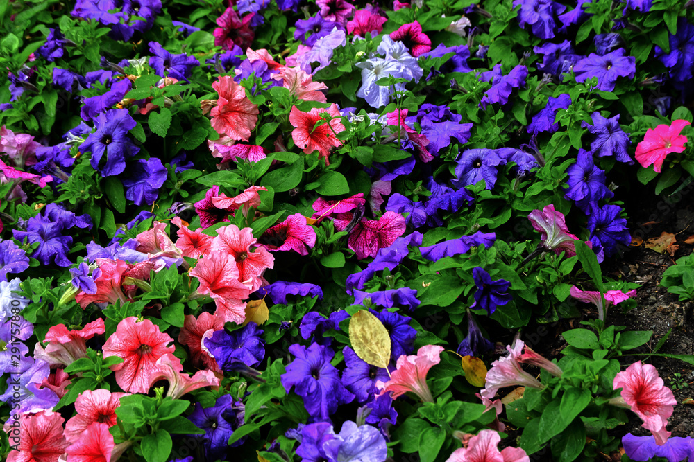 Fototapeta premium flowers in the garden