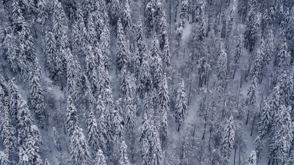 High angle, dense snowy forest background High angle, dense snowy forest background