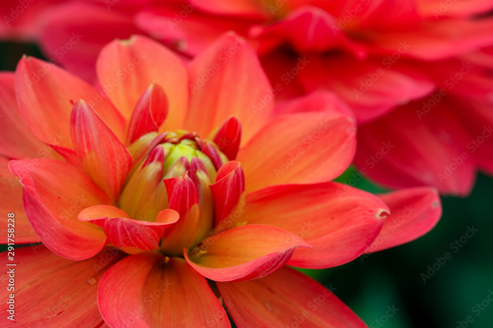 Fototapeta premium Dahlia close up
