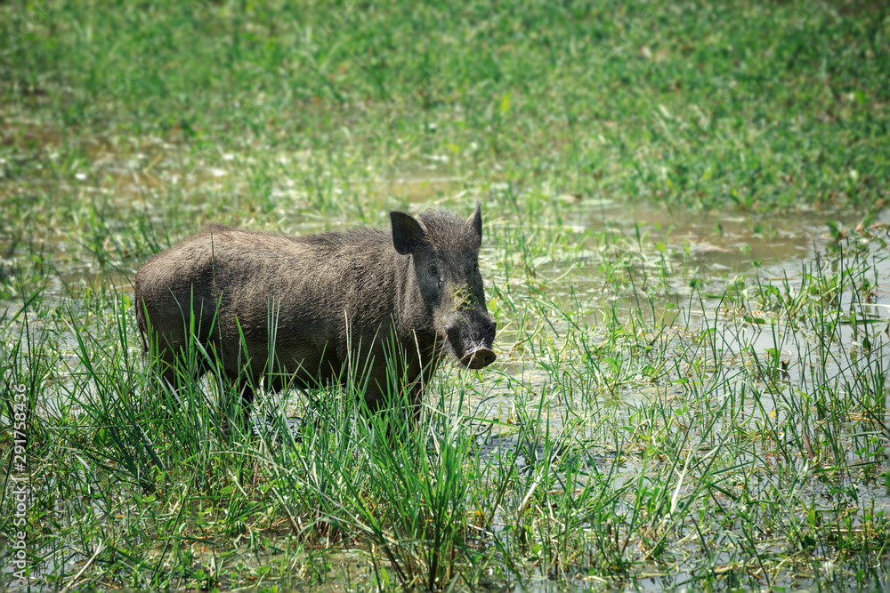 Warthog in national park Yala, Sri Lanka Warthog in national park Yala, Sri Lanka